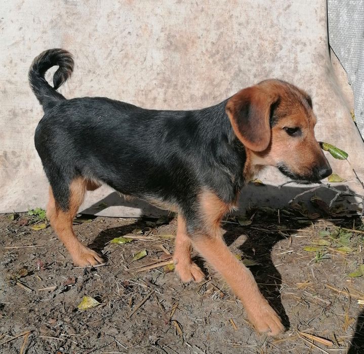 Adopție cățelușă deosebită!