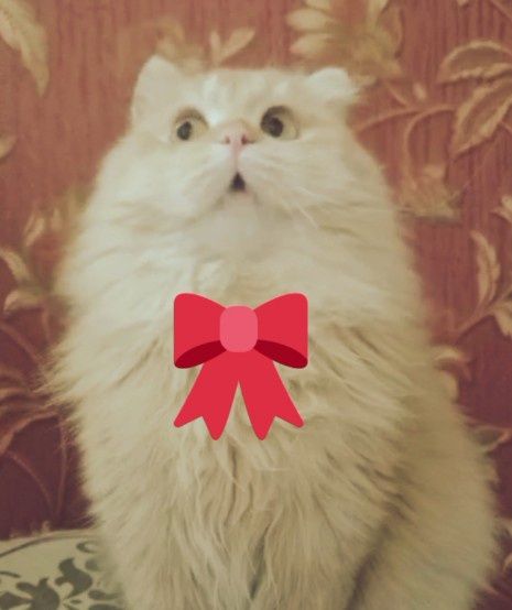 Вязка золотой кот даёт золотых котят