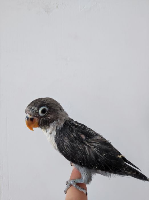 Ruchnoy nerazluchka qora maska sotiladi