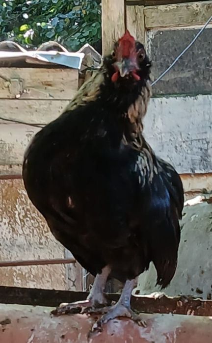 Găini pitice și cocoșei