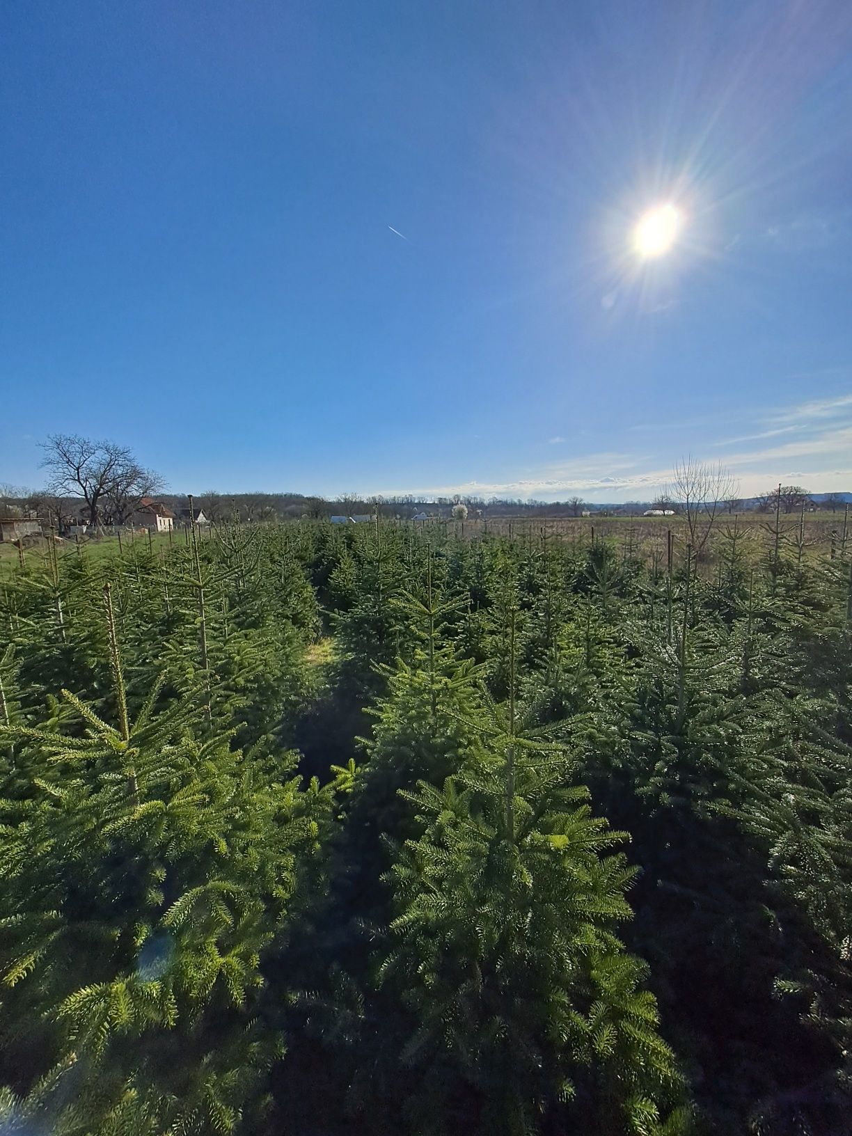 Brazi   nunta, Craciun, plantare      ABIES Nordmanniana