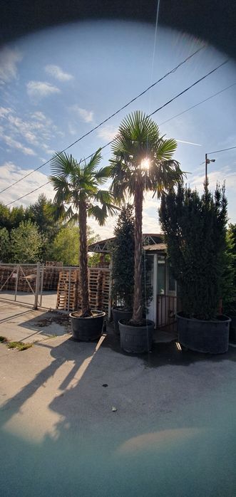 Palmier calitate premium