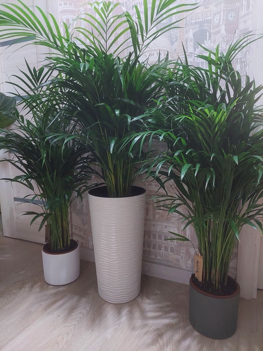 Большие деревья и растения для офисов и квартир