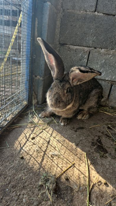 Iepuri uriaș german  și  uriaș  de Transilvania