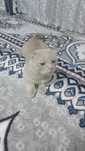 Scottish Fold sotiladi