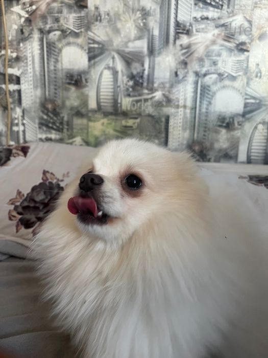 Мини померан-женски,10 месеца,с паспорт и чип