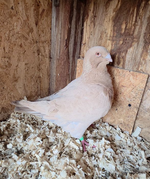 Porumbei Voiajori germani, Americani, Rotati