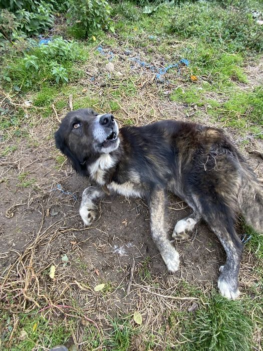 Ciobanesc carpatin spre adoptie