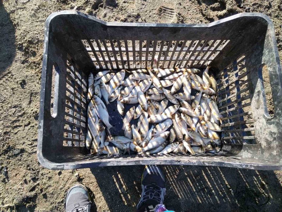 Зарибителен материал пъстър толостолоб