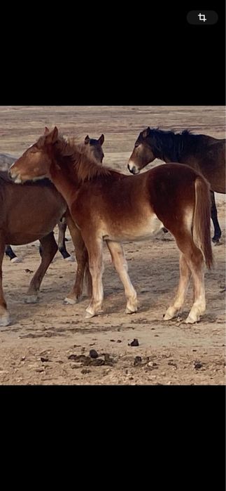 Ерте туган Жабагы сатылады.