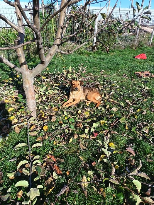 Donez cățelușă Metis de jagd terrier