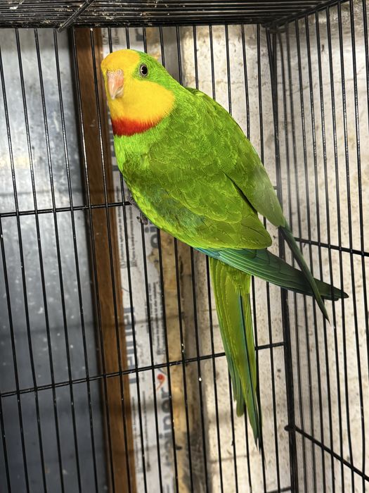 Pereche papagali Barraband