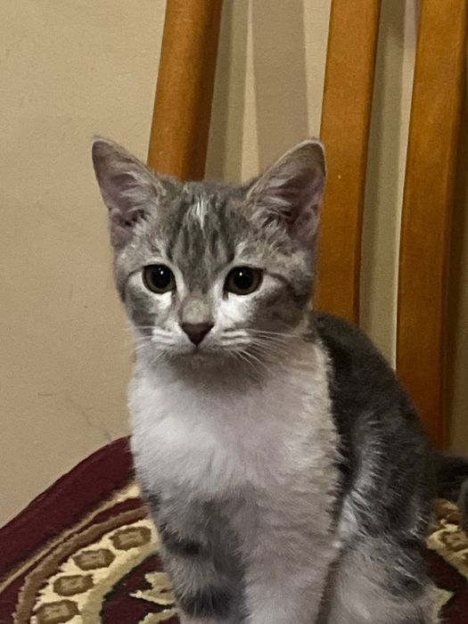 Отдам котенка в добрые руки