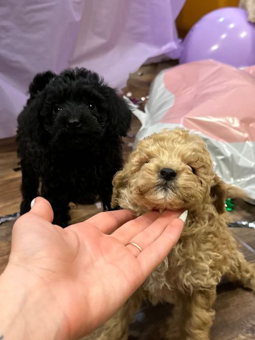 Пудел той пудели