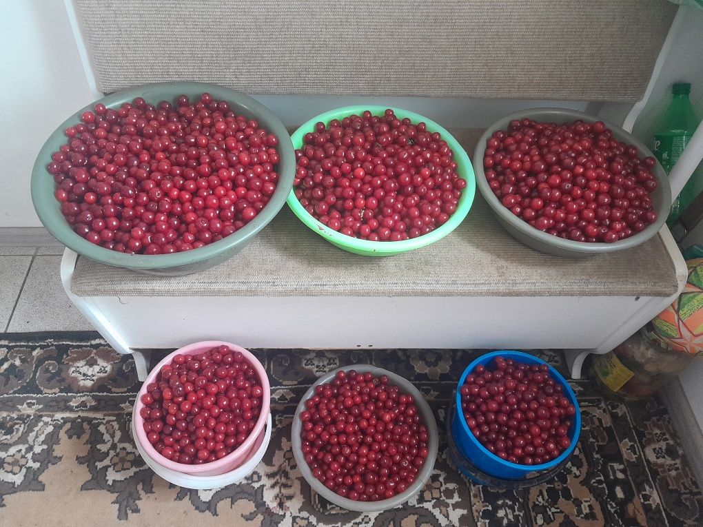 Продам вишню в Алге