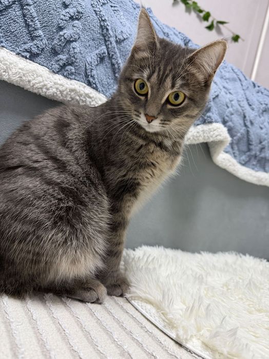 Домашнюю кошечку