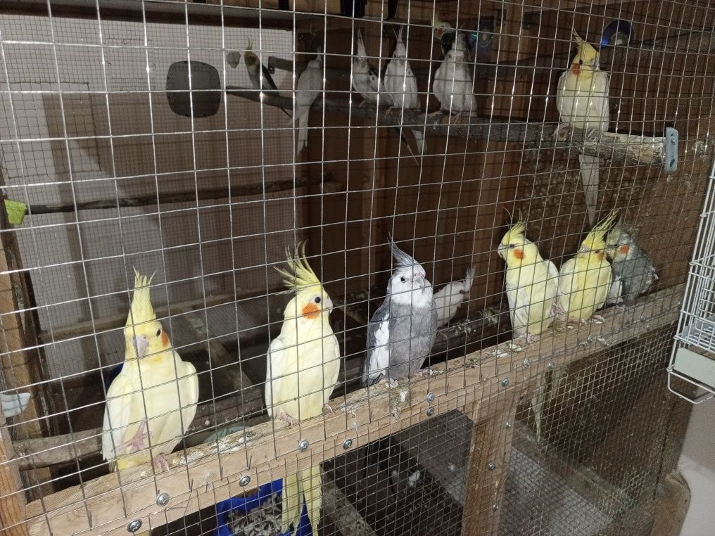 Har xil turdagi qushlar sotiladi tuxumle bolale hammasidan bor va sogʻ
