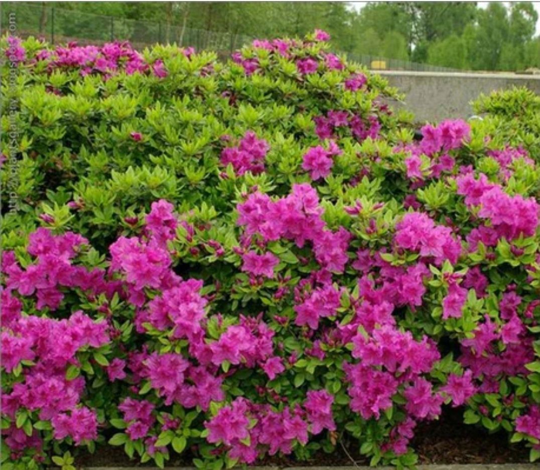 Rhododendron (Trandafir De Munte )