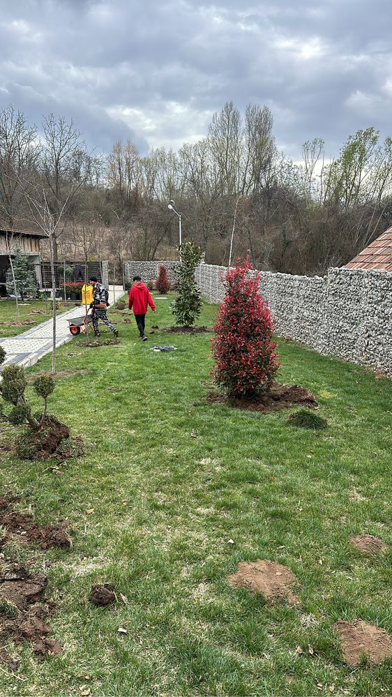 Anenajam spati verzi vindem plante ornamentale