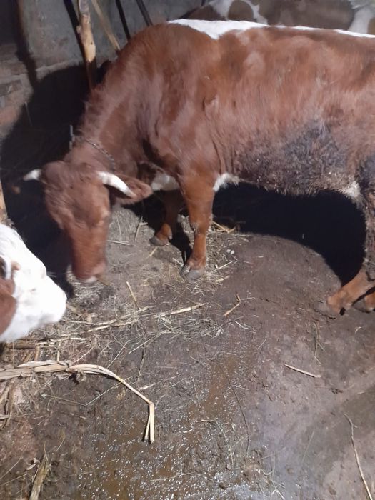 Vand vaca de taiat sau tinut