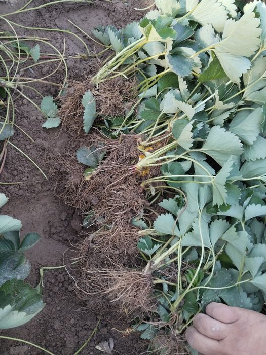 Alba , Kler koʻchatlari bor  kelishilgan narxlarda