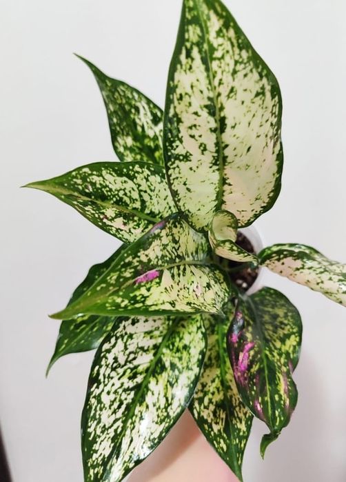 Аглаонема разных сортов