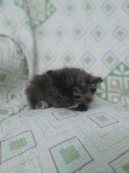 Милые, добрые котята