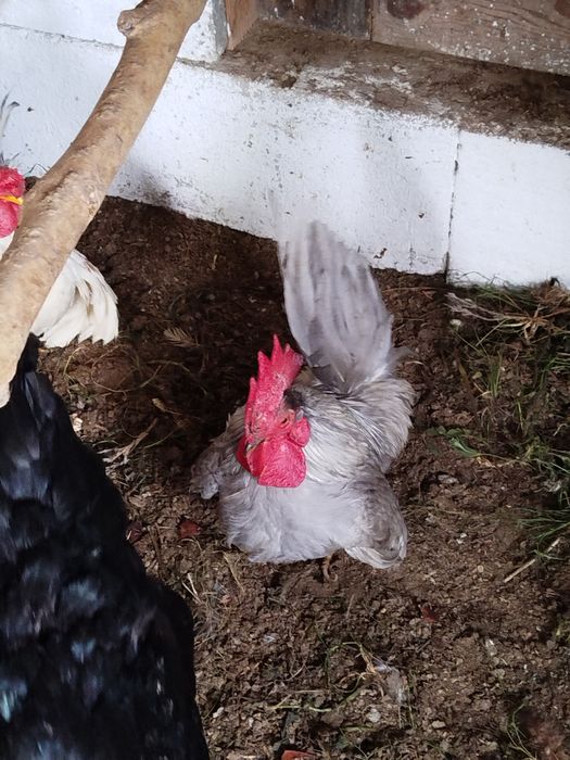 Cocoș și găinușă Chabo