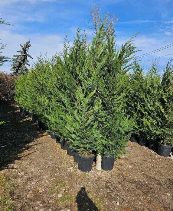 Chiparos Leylandii diferite dimensiuni oferim transport în toată tara