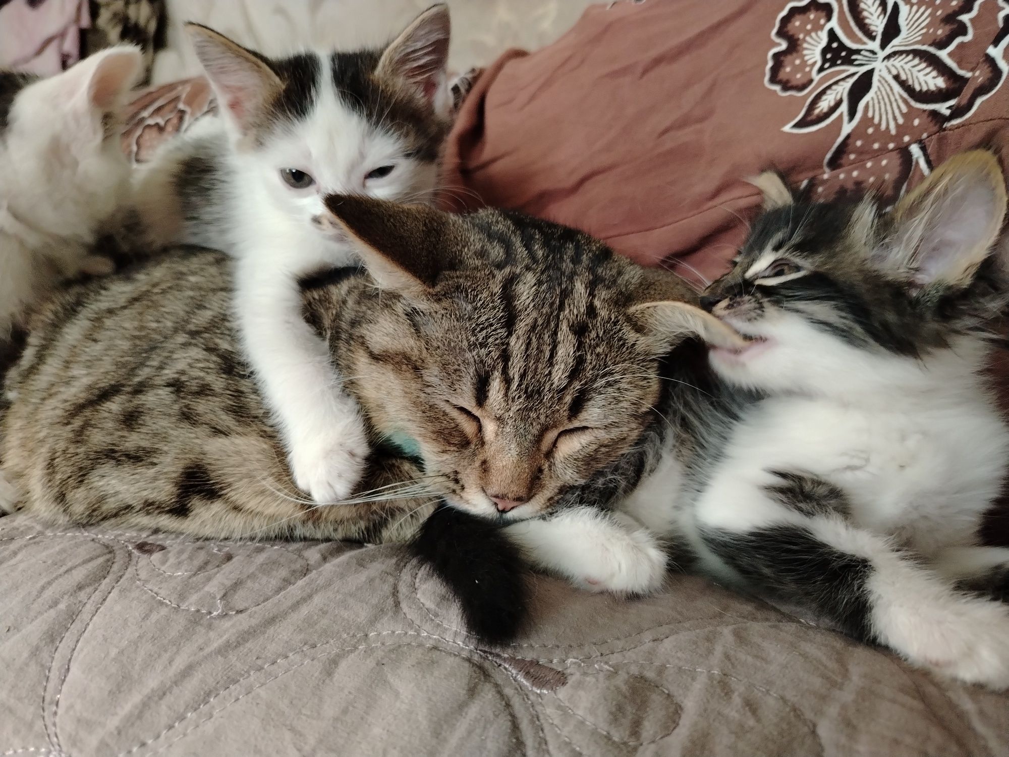 Котята в добрые руки