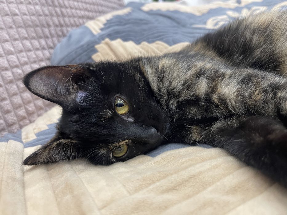 Ищем добрых хозяев