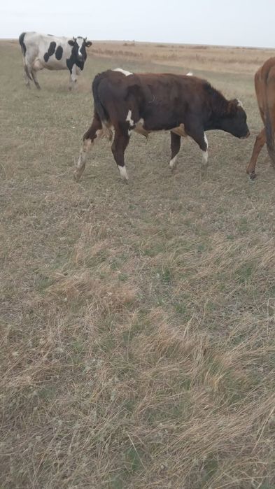 Продам подсосов и одна тёлка