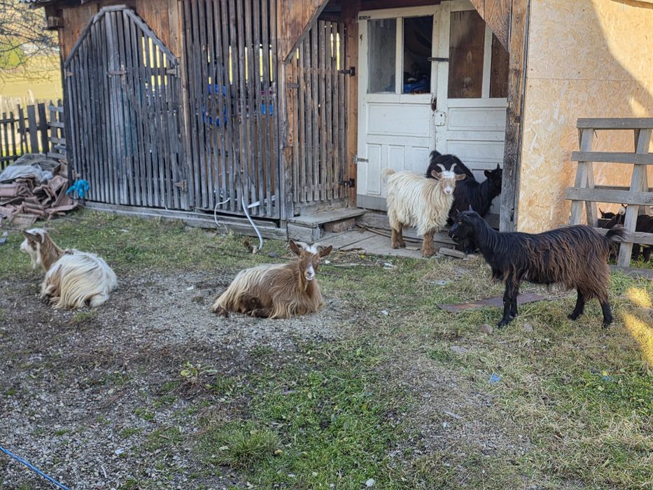 Capre cu iezi și țap