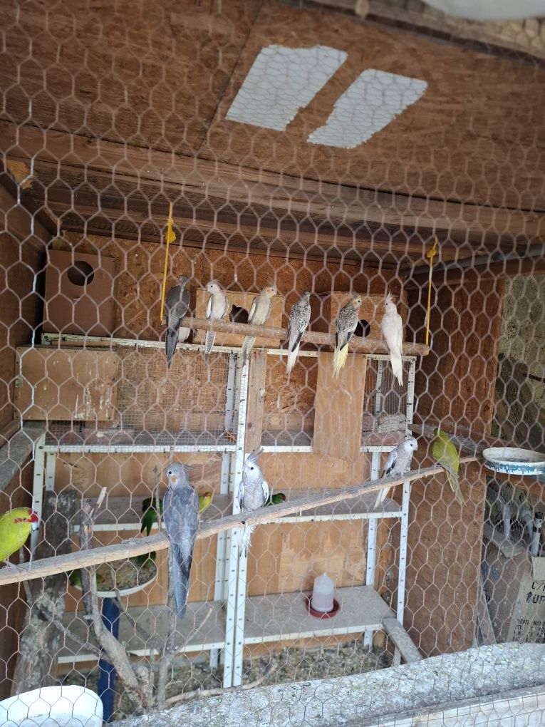 Папагали корела пловдив