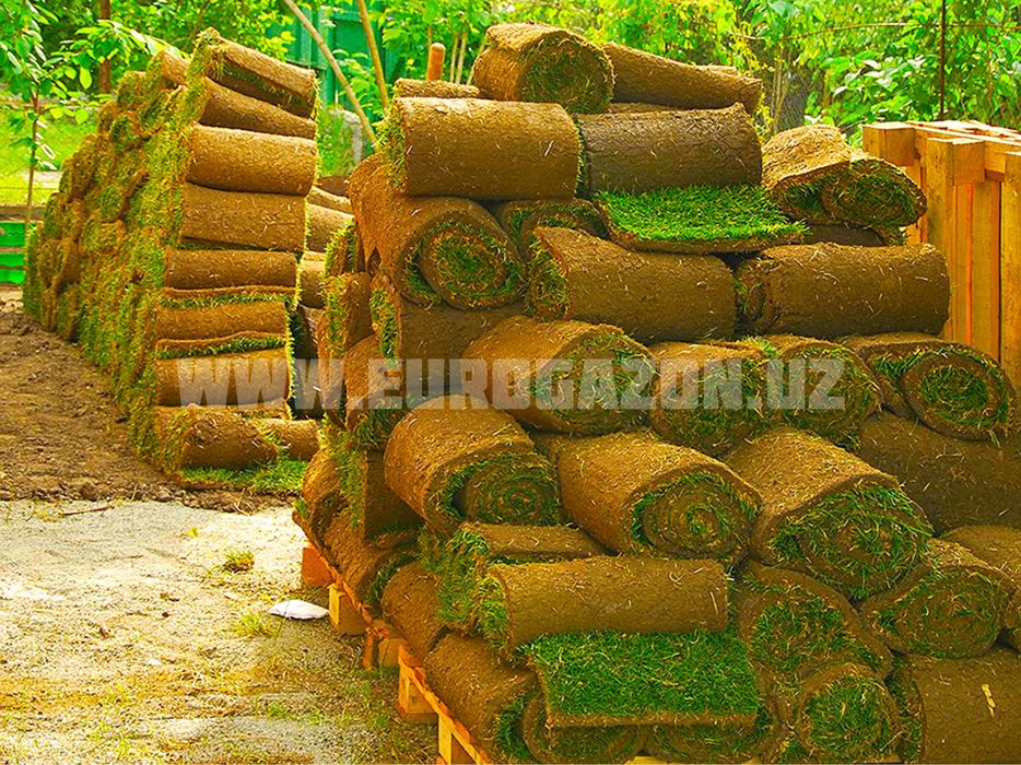 Газон готовый рулонный Gazon tabiy