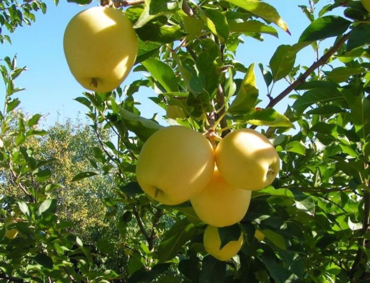 Продам САЖЕНЦЫ плодовых деревьев