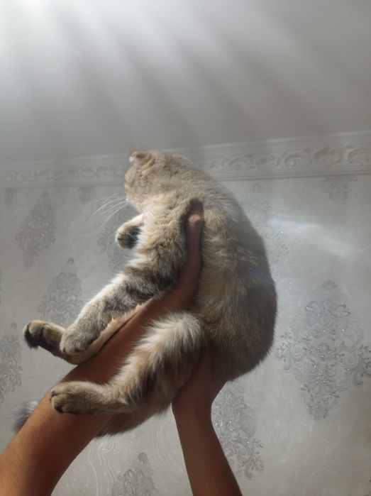 Britansky Shinshila Qiz Mushuk