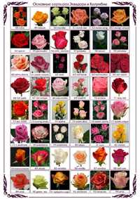 Саженцы розы оптом и розницу Голанский