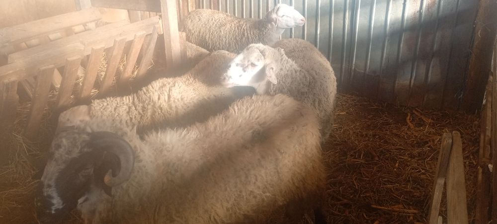 Vând berbecuți tineri