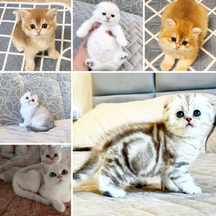 ВЯЗКА  Серебристый кот шиншилла
