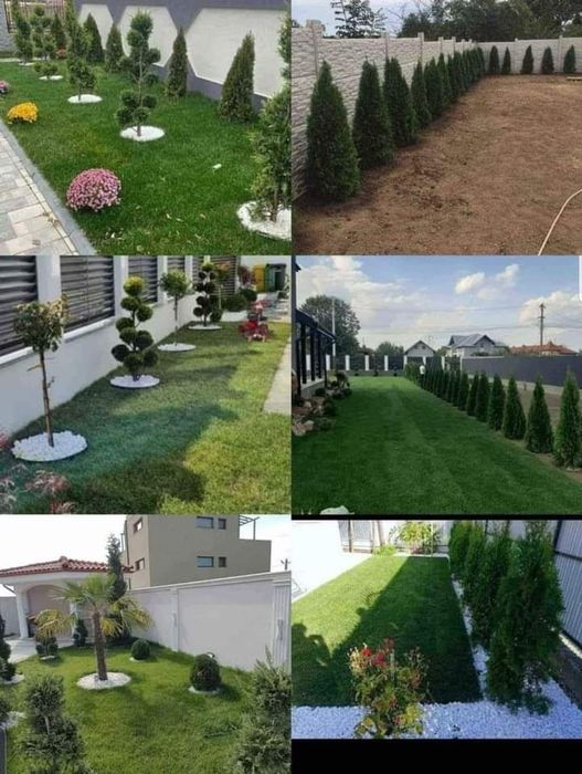 Plante ornamentale & gazon rulou