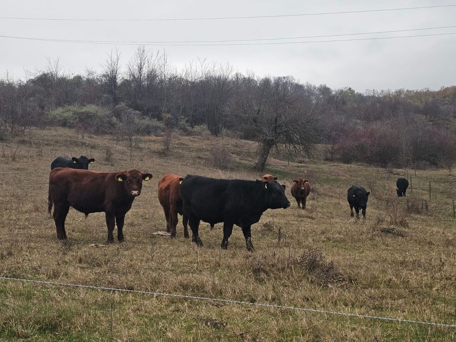 Tăurași black angus
