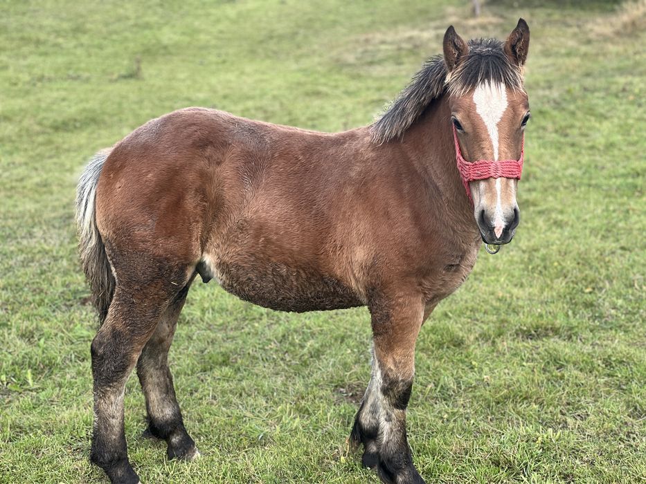 Iapă cu manz de vanzare