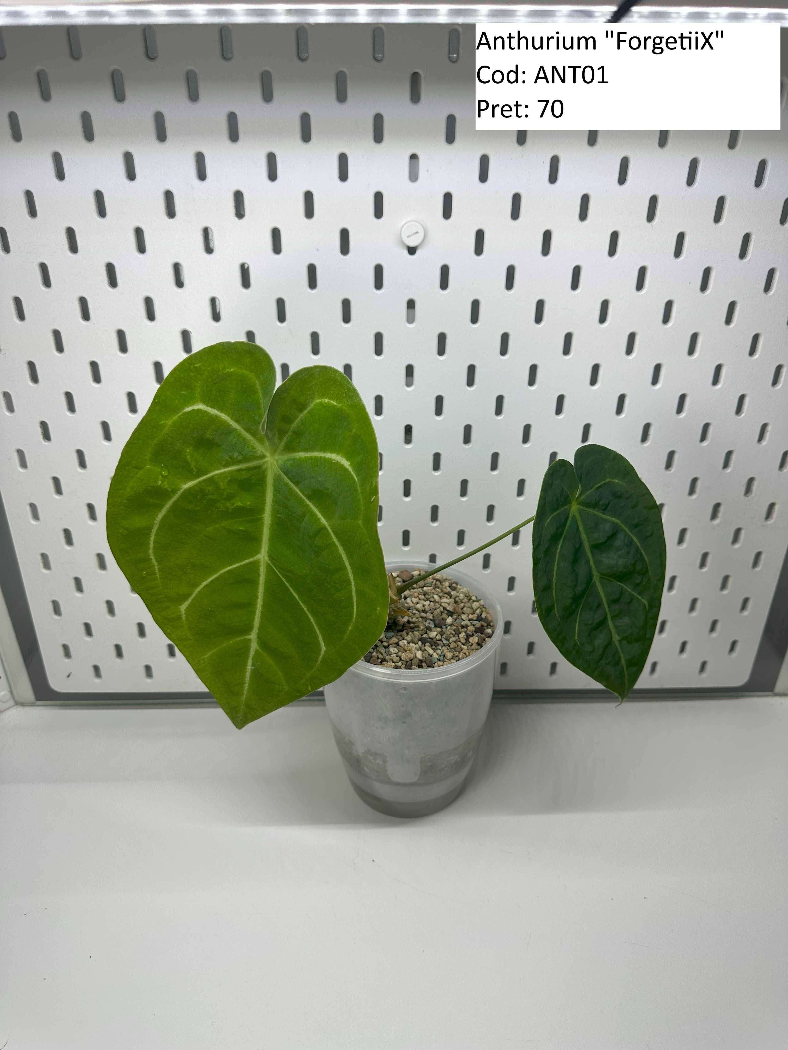 Anthurium Queen of hearts / Crystal Hope / Crystallinum / ForgetiiX _1