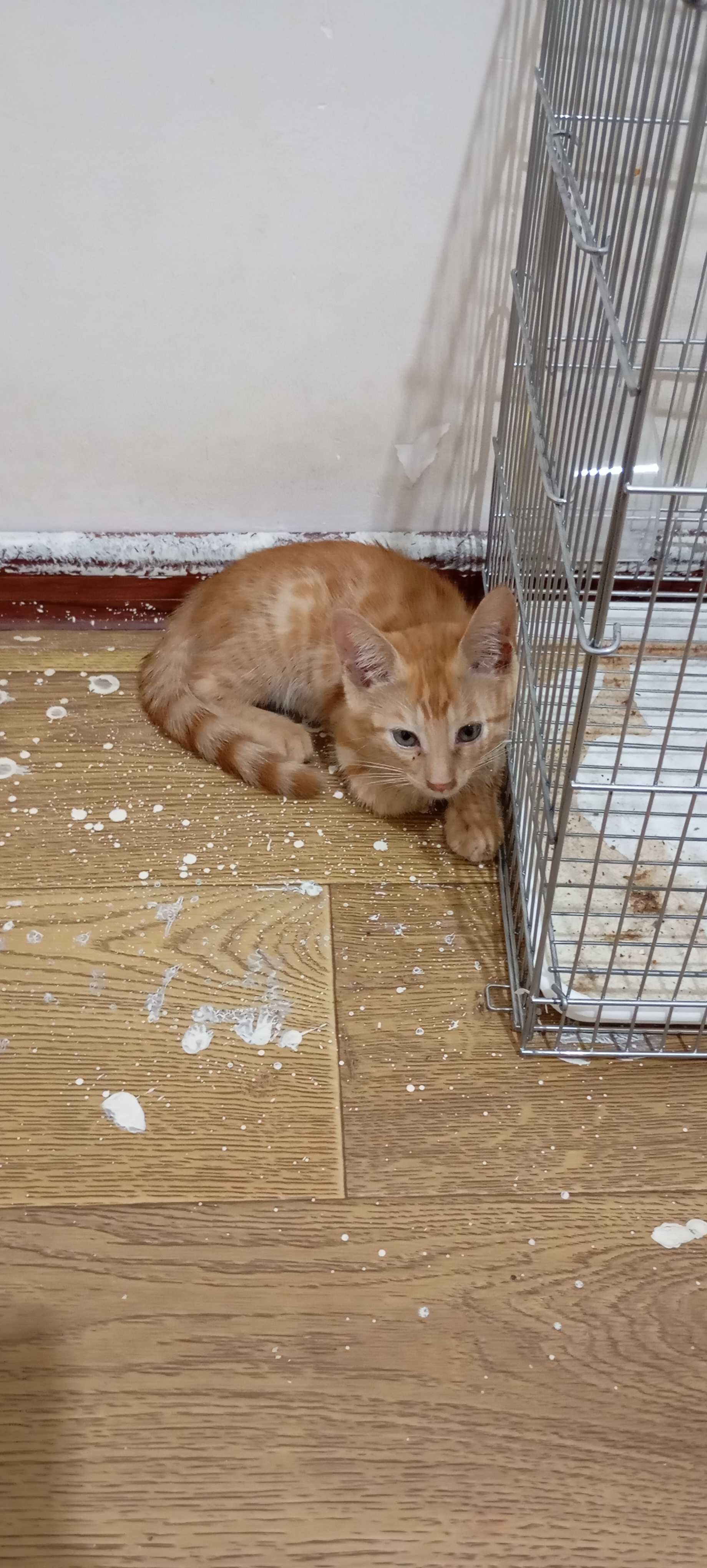 Отдам в хорошие руки котят
