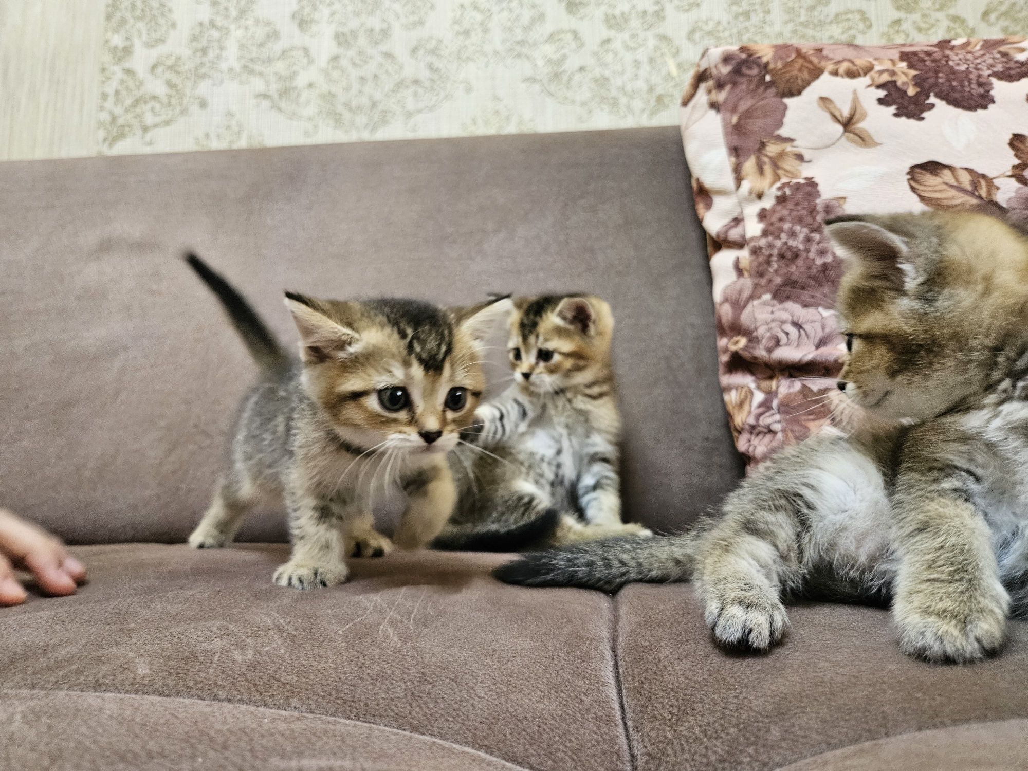 Продаются котята