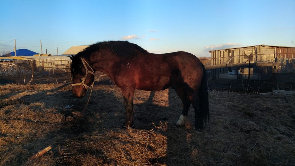 Продам тяжя айгыра