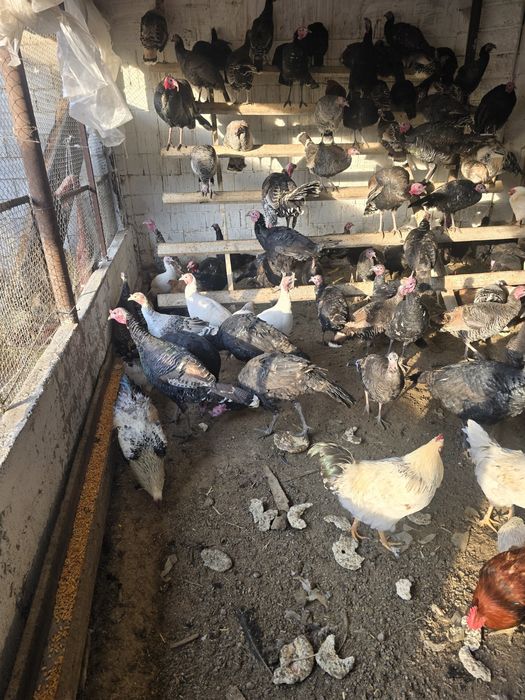 Индюк тер сатылады