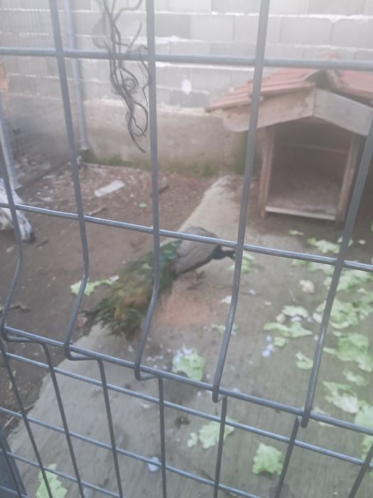 Паун мъжки индийски 4 годишен