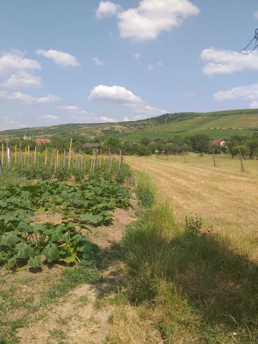 Vând casă cu grădină 1785 m²